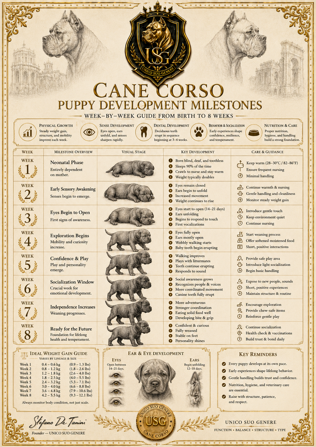 Puppy Development Milestones